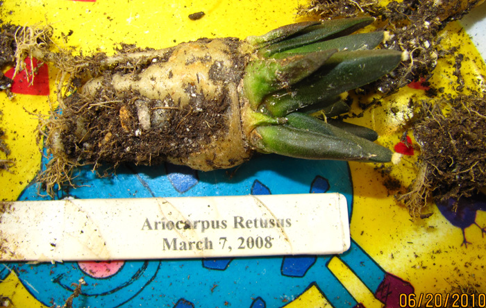 Ariocarpus retusus